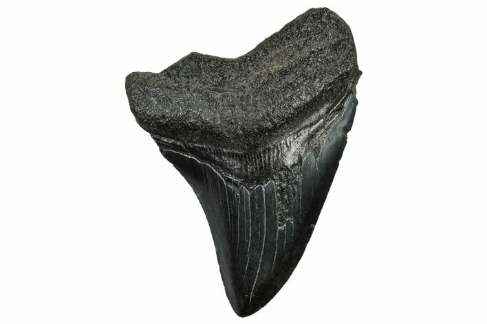 Fossil Megalodon Tooth - South Carolina #300199